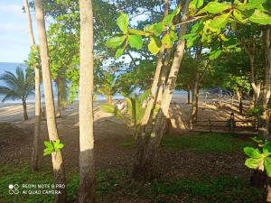 a group of trees on a beach near the water at Appartement charmant à Sainte-Rose avec terrasse et jardin – 65 m² in Sainte-Rose +4 photos