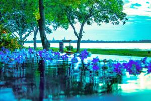 a bunch of blue flowers in a park at The Lake Forest Hotel in Anuradhapura