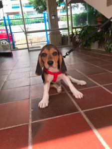 a brown and white dog on a leash on a tile floor at Najhomi Beach in Santa Marta +49 photos