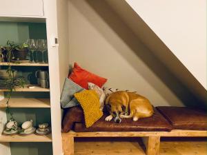 Domácí mazlíčci ubytovaní s hosty v ubytování Tiny Beachhouse