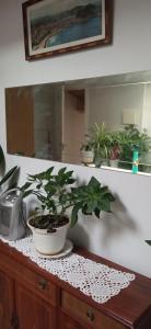 a potted plant sitting on top of a counter at ático in Laguardia +8 photos