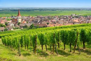 een wijngaard met een stad op de achtergrond bij Goélia Le Domaine du Golf in Ammerschwihr
