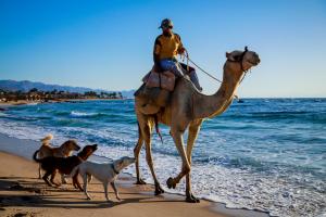 Снимка в галерията на Habiba Beach Lodge в Нувейба