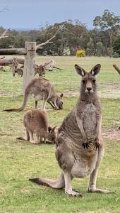 Altri animali domestici presso la casa vacanze o nei dintorni