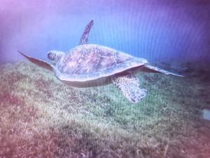 Loomad apartemendi aladel või selle läheduses