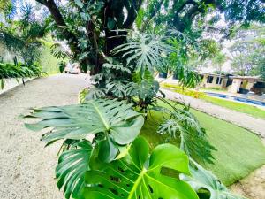 a group of green plants on the side of a road at Hotel Mango Airport in Alajuela