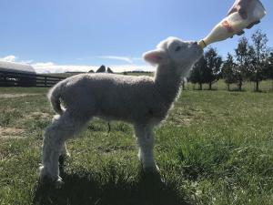 Tiere im Ferienhaus oder in der Nähe