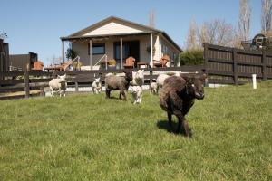 Tiere im Ferienhaus oder in der Nähe