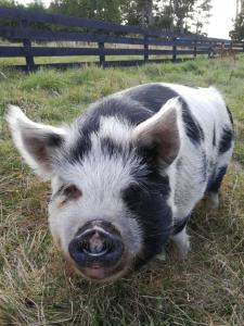 Tiere im Ferienhaus oder in der Nähe