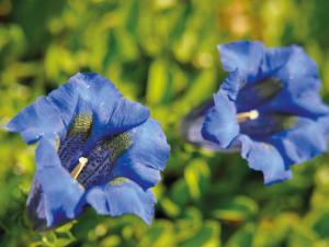 モルジヌにあるApartment Le Tetras - MOZ103 by Interhomeの植物の青い花の花を閉じる