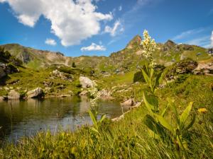 a river in a field with mountains in the background at Holiday Home Steindlwald by Interhome in Untertauern +52 photos