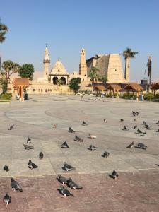 een groep vogels op een parkeerplaats bij Bob Marley Guest House in Luxor