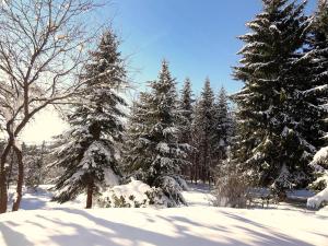 a group of pine trees covered in snow at Holiday Home Zum munteren Eichhörnchen in Dittishausen