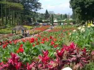 een tuin vol rode bloemen in een park bij Notes From The Mountains in Bandung