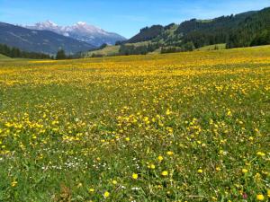 ein Feld gelber Blumen mit Bergen im Hintergrund in der Unterkunft Apartment Chesa Boffalora by Interhome in Valbella