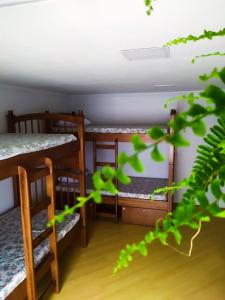 a room with three bunk beds and a tree at Social Hostel Café e Bar in Curitiba