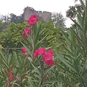 un grupo de flores rosas con un castillo en el fondo en Les Nuances de Mélis', en Crémieu