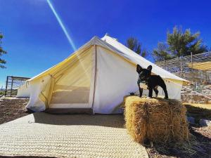 Domácí mazlíčci ubytovaní s hosty v ubytování Nomada Glamping & Aguas Termales - San Miguel de Allende X NANTLI LIVING