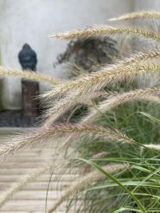 a close up of some tall grass at Maison d'hotes L'atelier du Charmois in Vandoeuvre-lès-Nancy