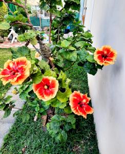 Un grupo de flores en el césped junto a un edificio. en Charming Apartment in Flic en Flac – 50m² with Pool, en Flic en Flac 5 fotos más