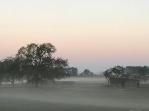 a foggy field with a tree and a barn at The Farmhouse Inn in Madison