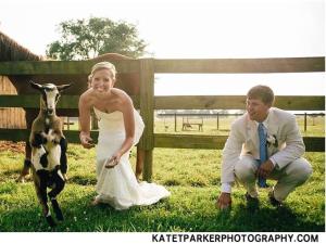 a bride and groom and a goat in a field at The Farmhouse Inn in Madison