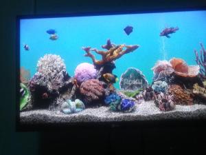 um aquário cheio de corais e peixes em Brisas de Borinquen em Aguadilla
