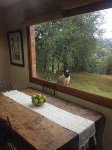Un gatto guarda fuori da una finestra a un tavolo di Casa Vieja Estancia a Estancia Vieja