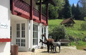 ラウターバッハにあるAlpaca-Villageの馬が二頭建物の外に立っている