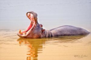 Fotografie z fotogalerie ubytování Buffelsdrift Game Lodge v destinaci Oudtshoorn