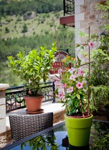 Zahrada ubytování Amanites Guesthouse