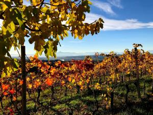 Fotografie z fotogalerie ubytování Cà 'd Langa B&B v destinaci Treiso