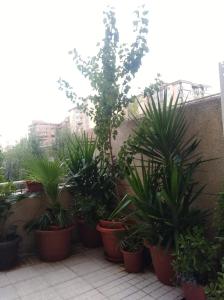 A garden outside Apartamento Turístico Príncipe Cáceres AT-CC-00415