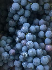 a bunch of blue grapes stacked on top of each other at Recanto Suíço in Lumiar