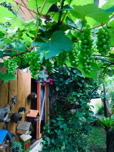 Ein Haufen grüner Trauben hängt an einem Baum in der Unterkunft Recanto Suíço in Lumiar