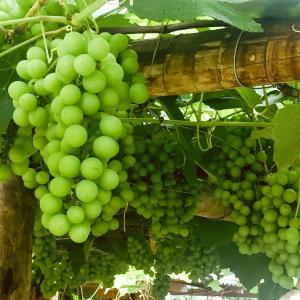 Banda zielonych winogron wiszących na drzewie w obiekcie Recanto Suíço w mieście Lumiar