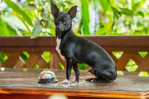 Mascotas con sus dueños en Hotel Rabin Itzam