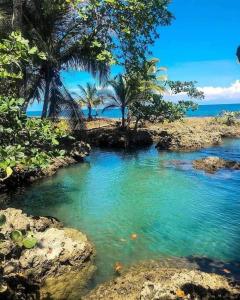 un bassin d'eau avec des palmiers et l'océan dans l'établissement Manta Ray's Cahuita Apart., à Cahuita