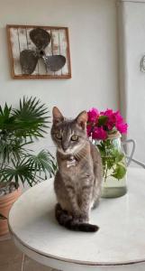 a cat sitting on a table next to a vase of flowers at Hotel Boutique Pachamama in Mahahual