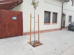 un pequeño árbol en un patio junto a un edificio en Kislak a Pilisben - Budapest vonzásában, en Pilisvörösvár