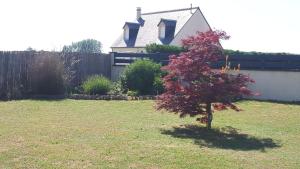 a small tree in a yard in front of a house at Logement Privatif à 5min du lac de Rille in Savigné-sur-Lathan