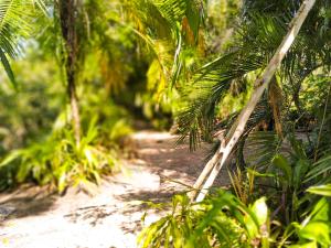 un camino de tierra en un bosque con palmeras en Promoção Semana Santa em Santo André - Casa da Floresta en Santo André