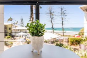 una planta en un jarrón sentado en una mesa cerca de una ventana en Coolum Beachside Studio, en Coolum Beach