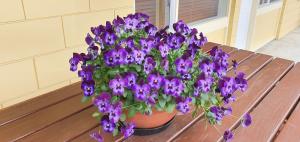 a pot of purple flowers sitting on a table at Maple Lodge Motel in Matamata