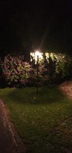 a light in a field with pink flowers at night at Maple Lodge Motel in Matamata