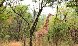 Eine Giraffe steht mitten im Wald in der Unterkunft Zebra Nature Reserve in Cullinan