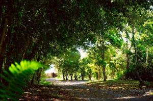 un camino de tierra arbolado con muchos árboles en Villa Ilusion, en San Jerónimo