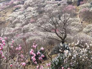 Paisaje cerca de este ryokan