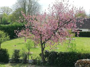 Un árbol con flores rosas en un patio en Villa Maëlla, studio rez-de-jardin en Saint-Michel-la-Forêt