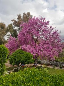 コンスタンティナにあるHotel Casa Grandeの公園内のピンクの花の木